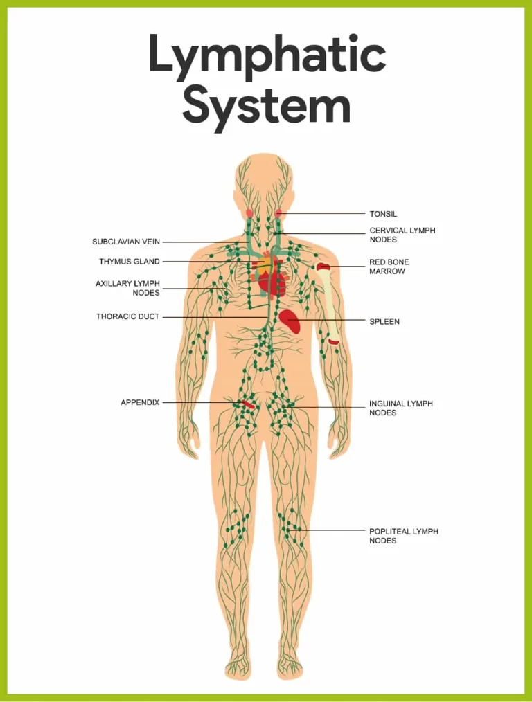 What are lymphatic system?