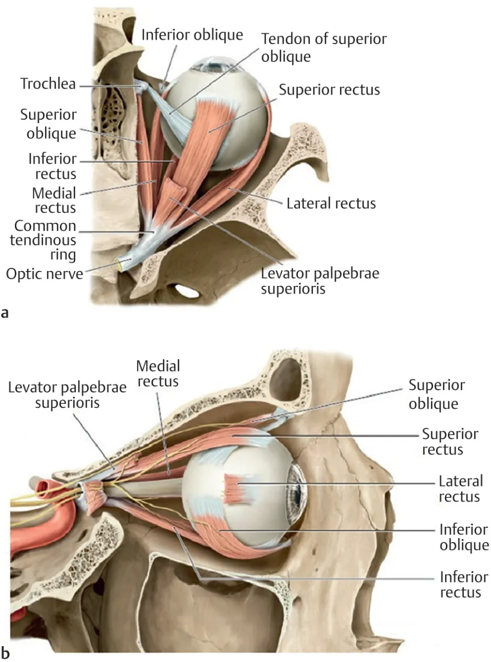 Extraocular muscles: Anatomy and movements | Kenhub