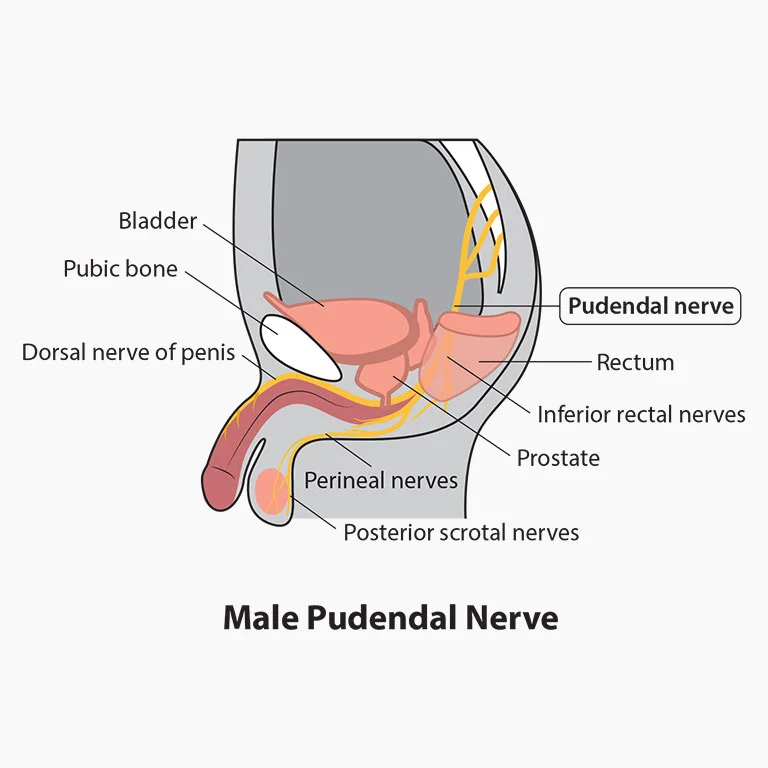 Pudendal nerve Male