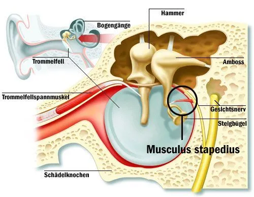 Stapedius muscle