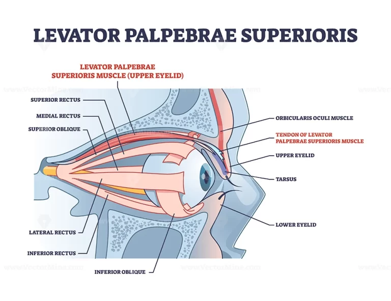 Levator Palpebrae Superioris Muscle