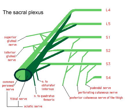 Sacral plexus