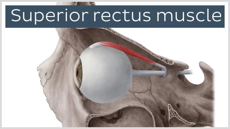 Superior Rectus Muscle