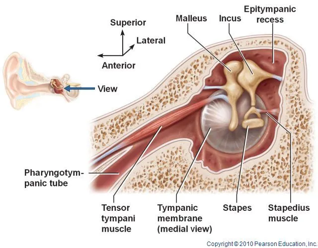 Tensor-tympani muscle