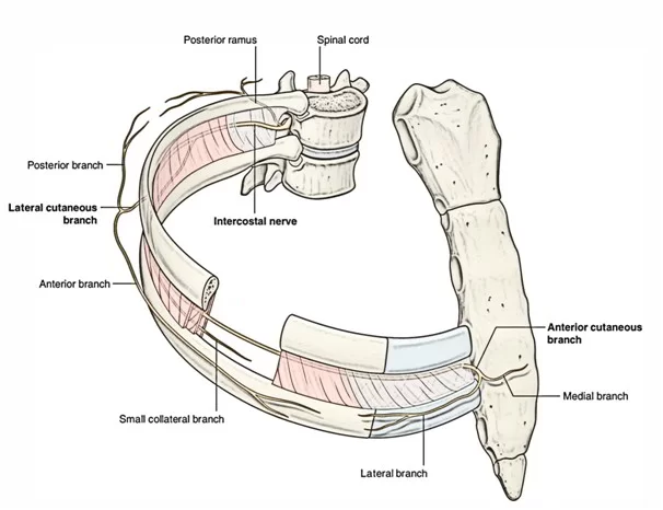 Intercostal nerve