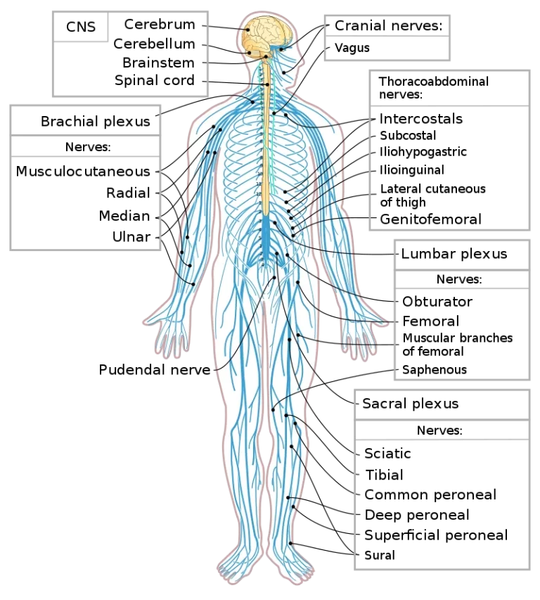 List of the nerves in the human body