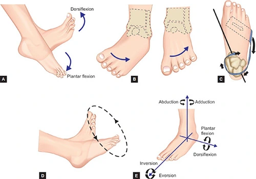 ankle motion
