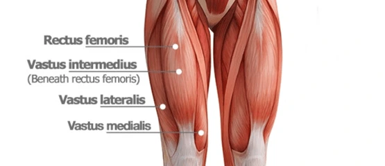 quadriceps muscles