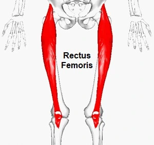 rectus femoris muscle pain