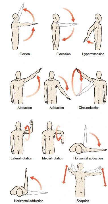 Flexion And Extension Of Shoulder Flexion And Extension Of Shoulder