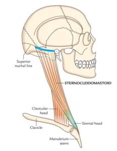 Anatomy of the sternocleidomastoid muscle