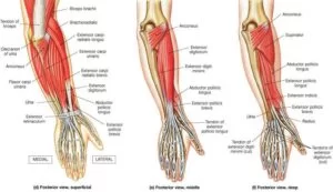 Compartment of the Forearm Muscle