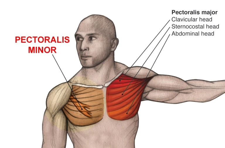 pectoralis major and minor stretches