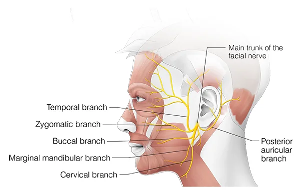 Posterior auricular nerve