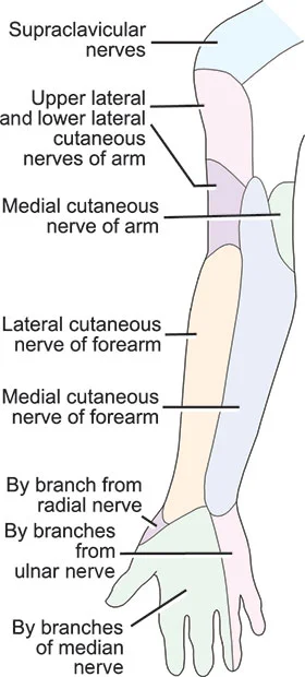 Medial cutaneous nerve of the arm -