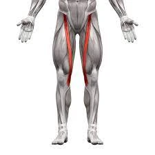 Sartorius Muscle Pain