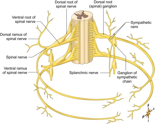 Splanchnic Nerve