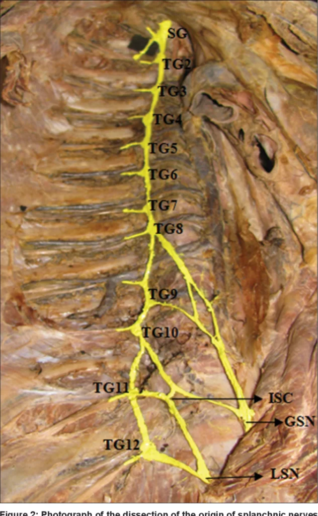 Thoracic splanchnic nerve