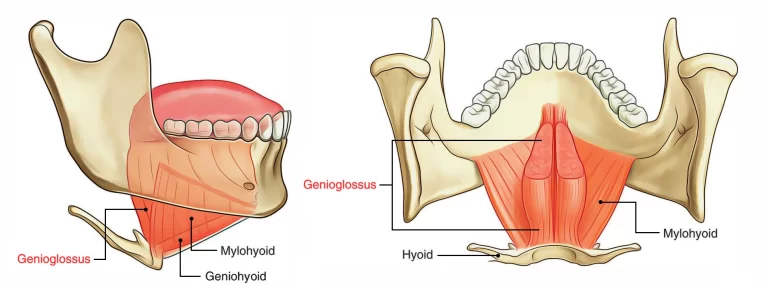 Genioglossus Muscle