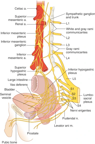 Inferior mesentric plexus