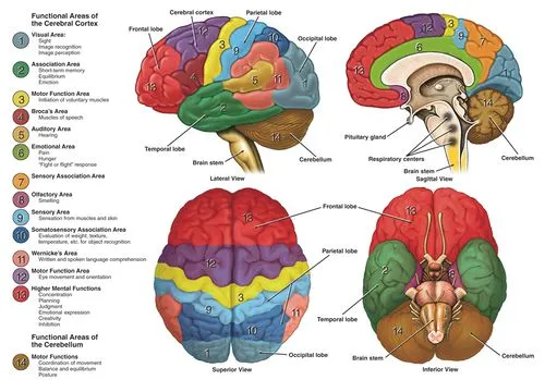 Introduction to Neuroanatomy