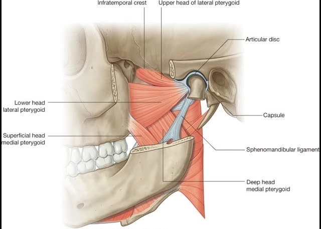 pterygoid process