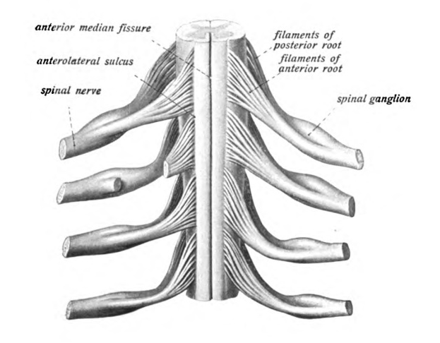 Thoracic spinal nerve