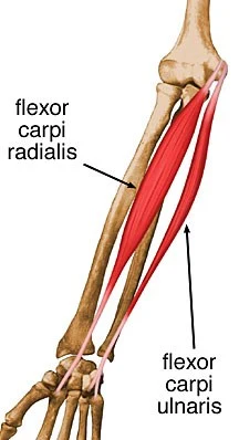 Flexor carpi radialis