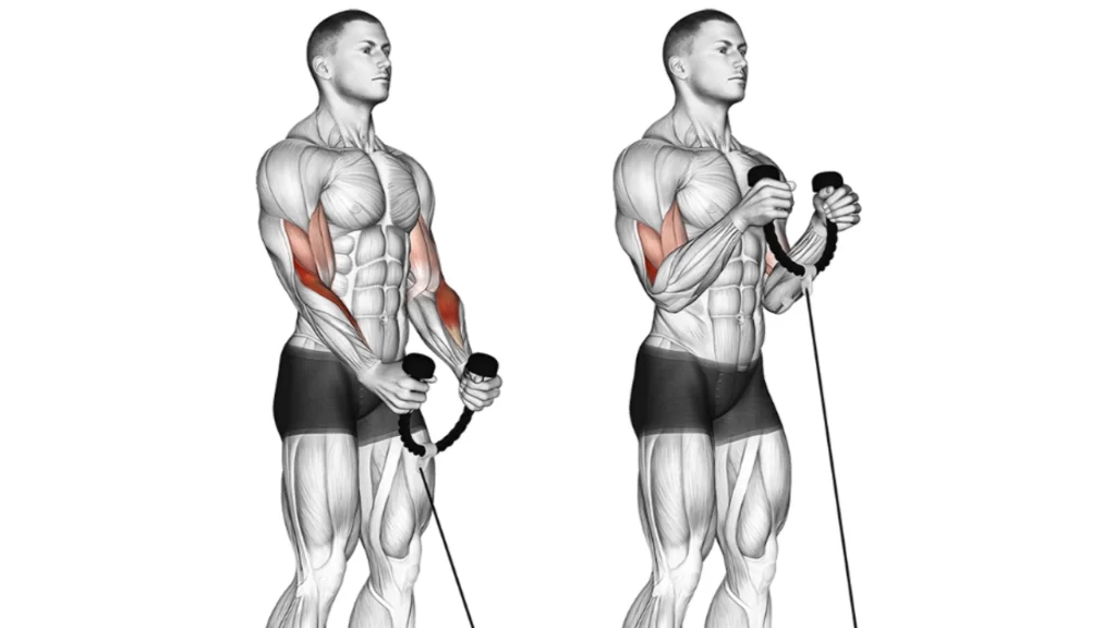 Hammer curls with a rope attachment