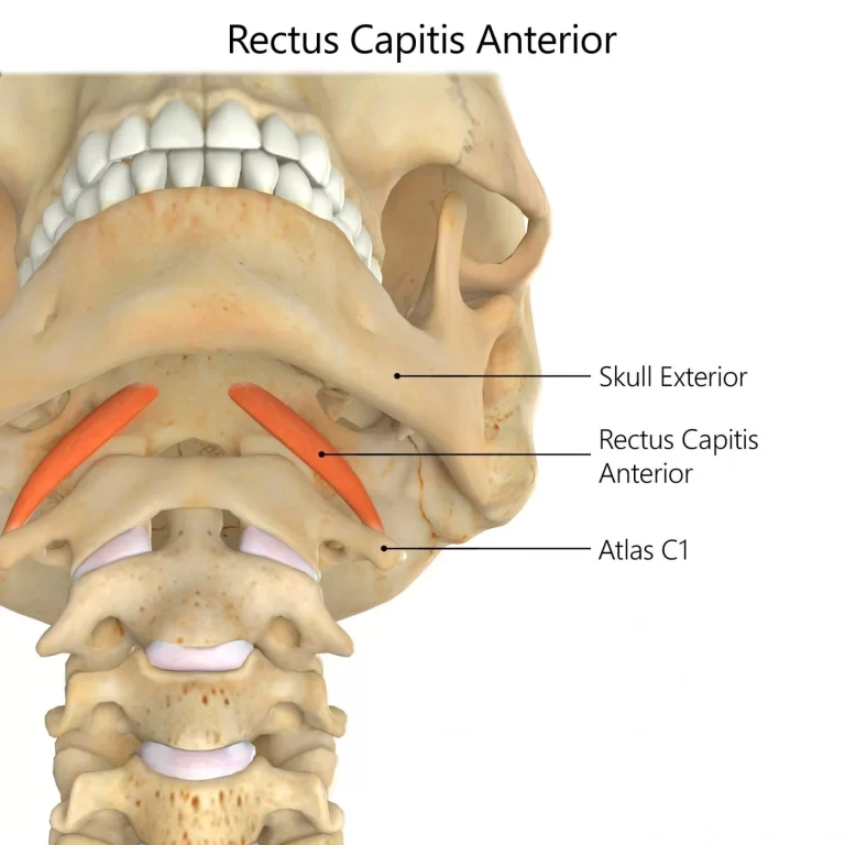 Rectus capitis anterior muscle