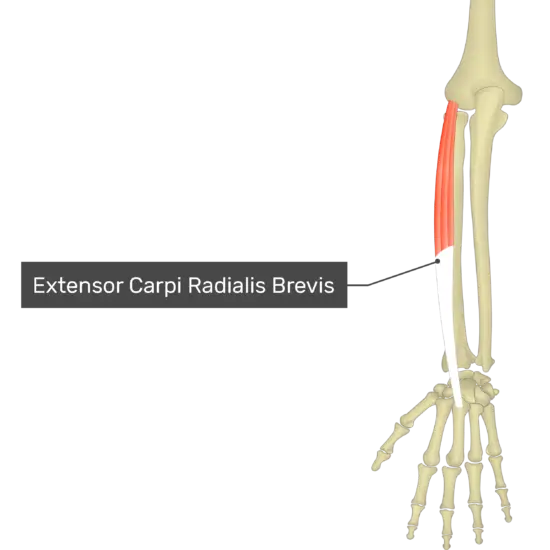 Extensor carpi radialis brevis muscle