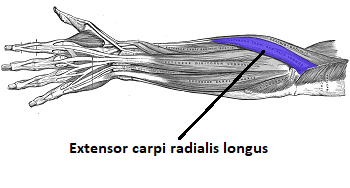 extensor carpi radialis longus muscle