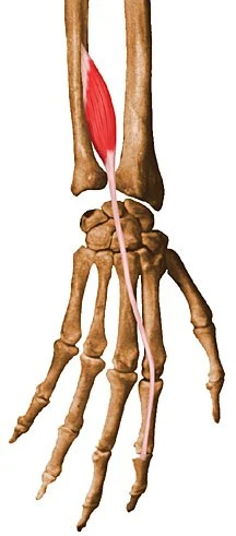 extensor indicis muscle