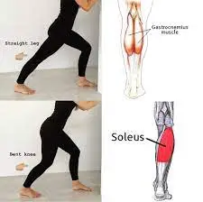 gastrocnemius and soleus stretch