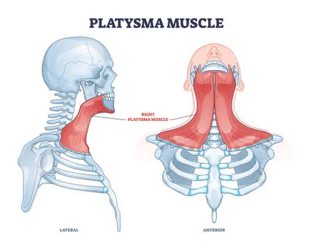 Platysma muscle