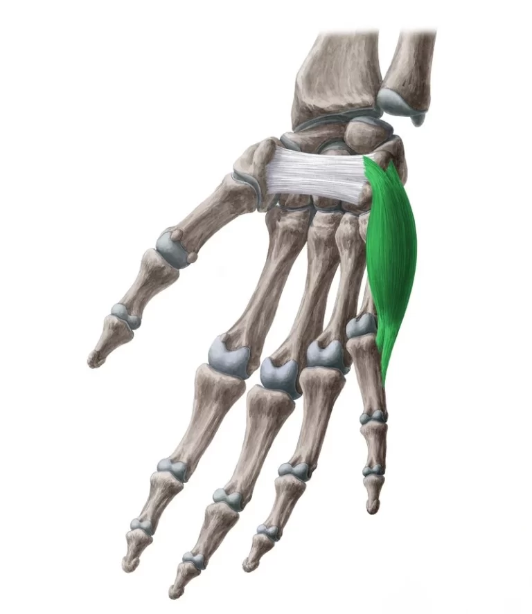 Abductor digiti minimi muscle of Hand