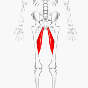 Adductor-longus-muscle