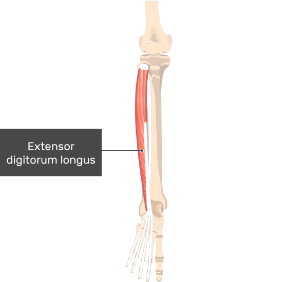 Extensor digitorum longus muscle