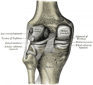 Posterior-view-of-meniscus