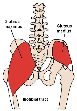 Posterior_Hip_Muscles