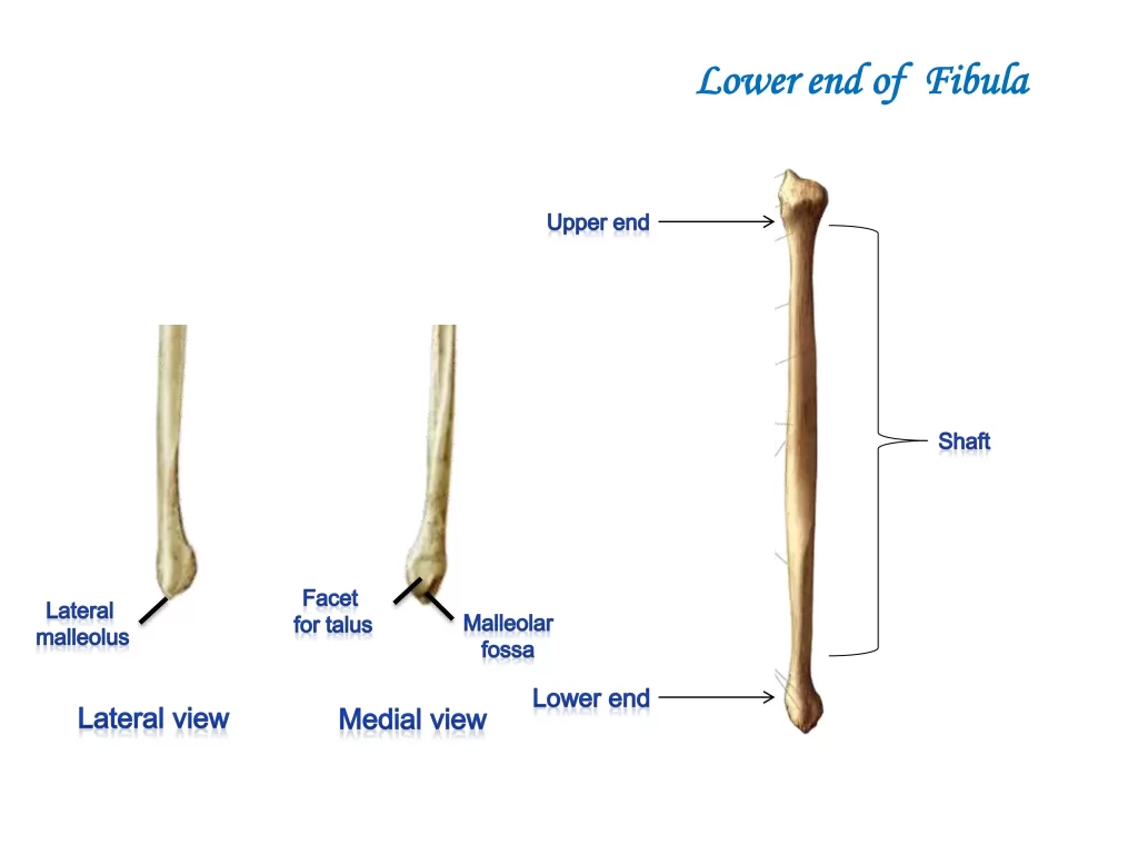 Lower end of fibula