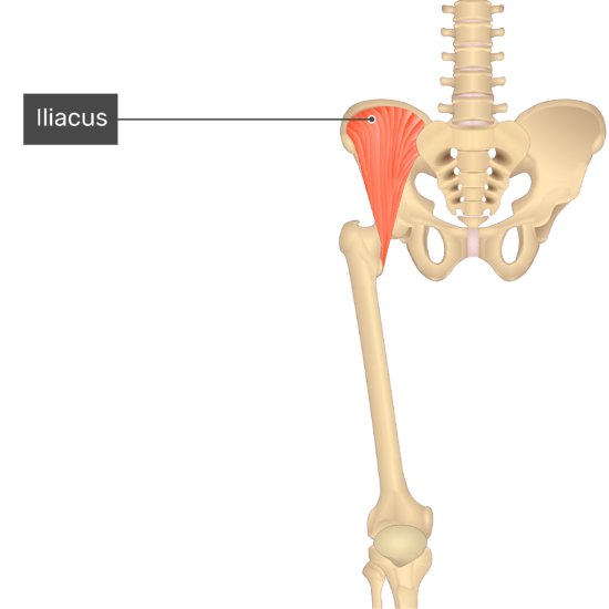 Iliacus muscle