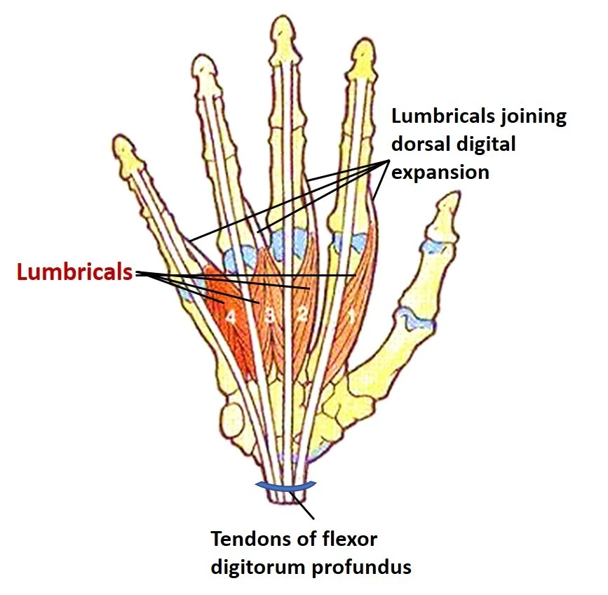 Lumbrical muscles