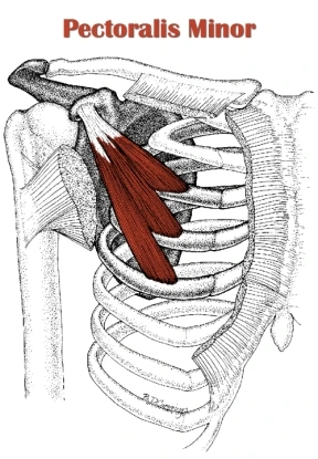 Pectoralis minor muscle