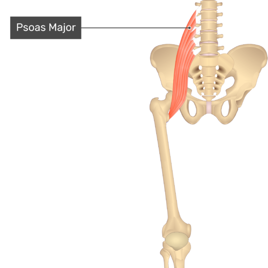 Psoas Major Muscle Origin Insertion Function Exercise