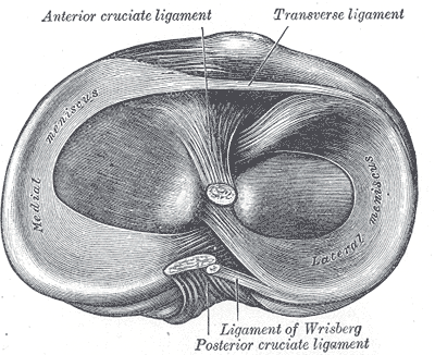 superior-view-of-meniscus