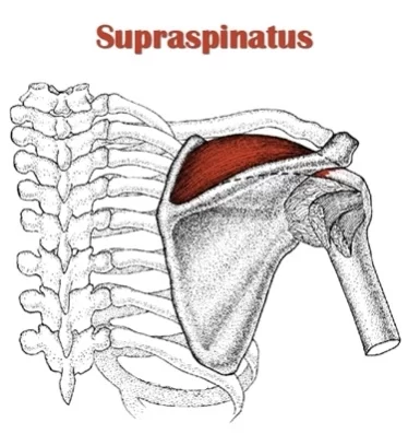 Supraspinatus muscle - Origin, Insertion, Function, Exercise