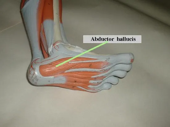 Abductor-hallucis-muscle