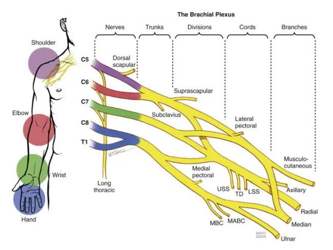 brachial plexus anatomy model