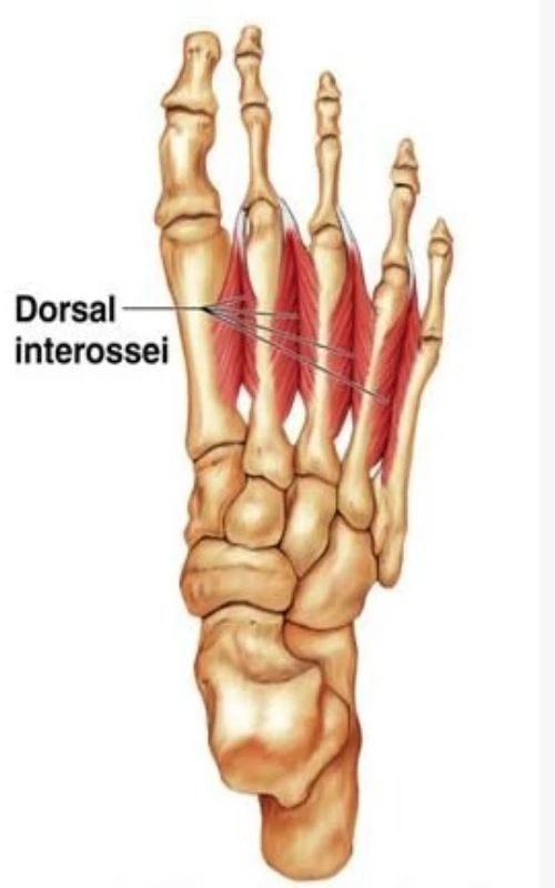 Dorsal interossei muscles of the foot